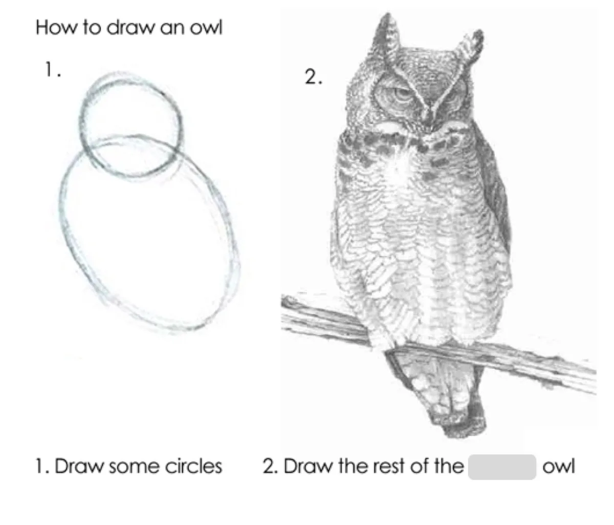 The 'How to draw an owl' meme: step 1 is two rough circles, step 2 is a fully rendered photorealistic owl, captioned 'Draw some circles' then 'Draw the rest of the owl'