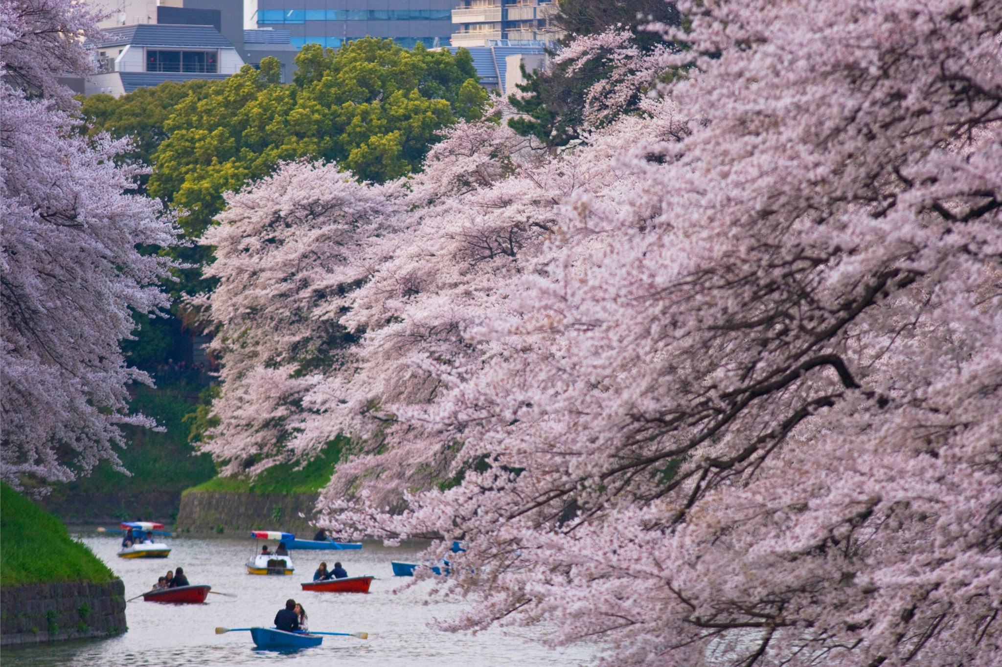 Rowboats on a Tokyo moat beneath cherry trees in full bloom, with city buildings on the far bank