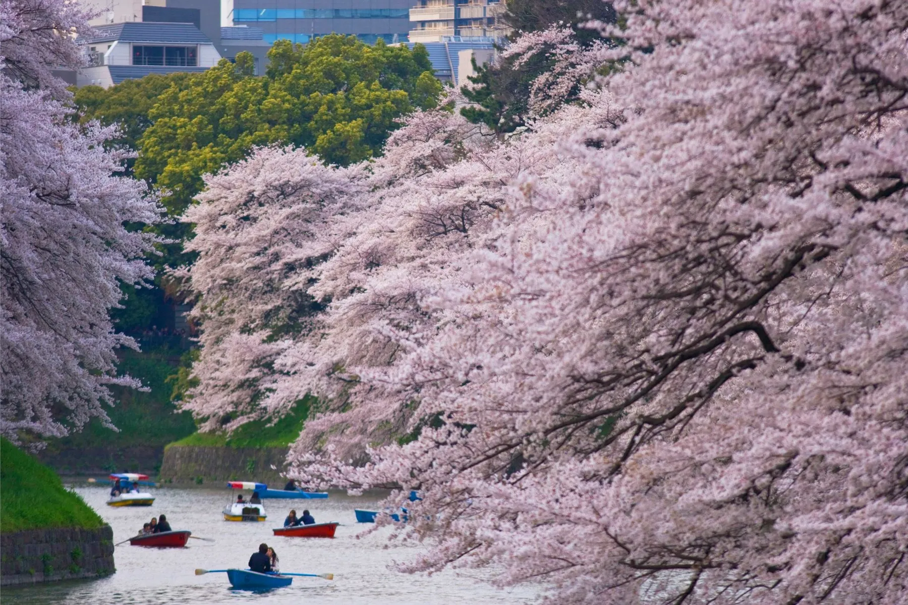 Rowboats on a Tokyo moat beneath cherry trees in full bloom, with city buildings on the far bank