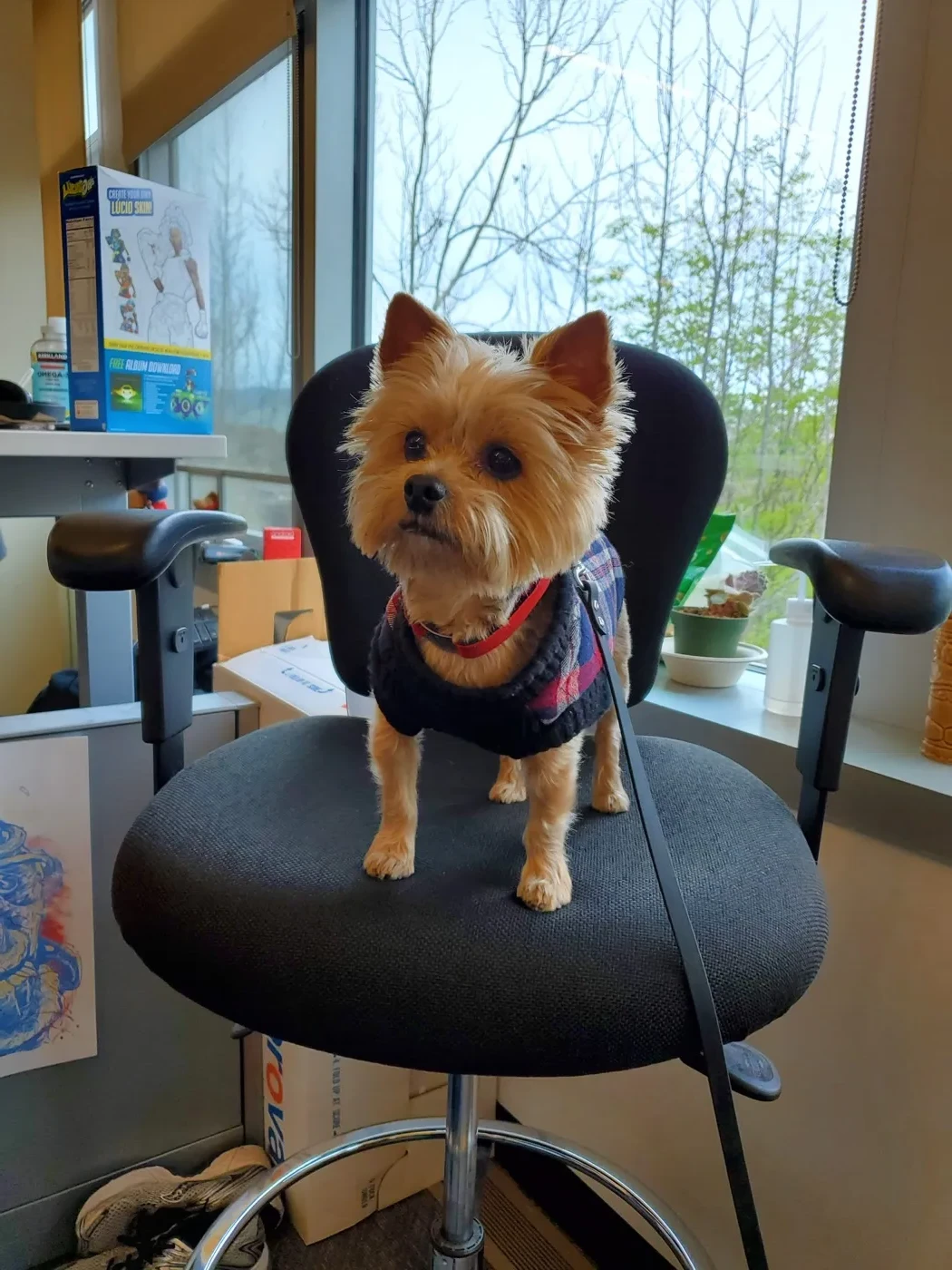 A Yorkshire terrier in a knit-and-plaid sweater standing on an office chair by a window