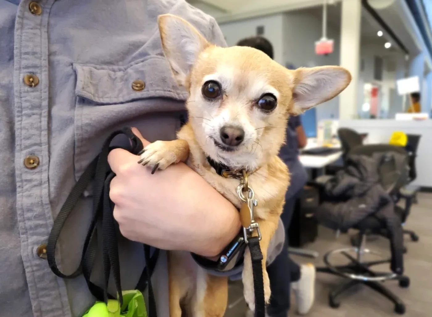 A tan chihuahua being carried in someone's arm in the office, looking at the camera