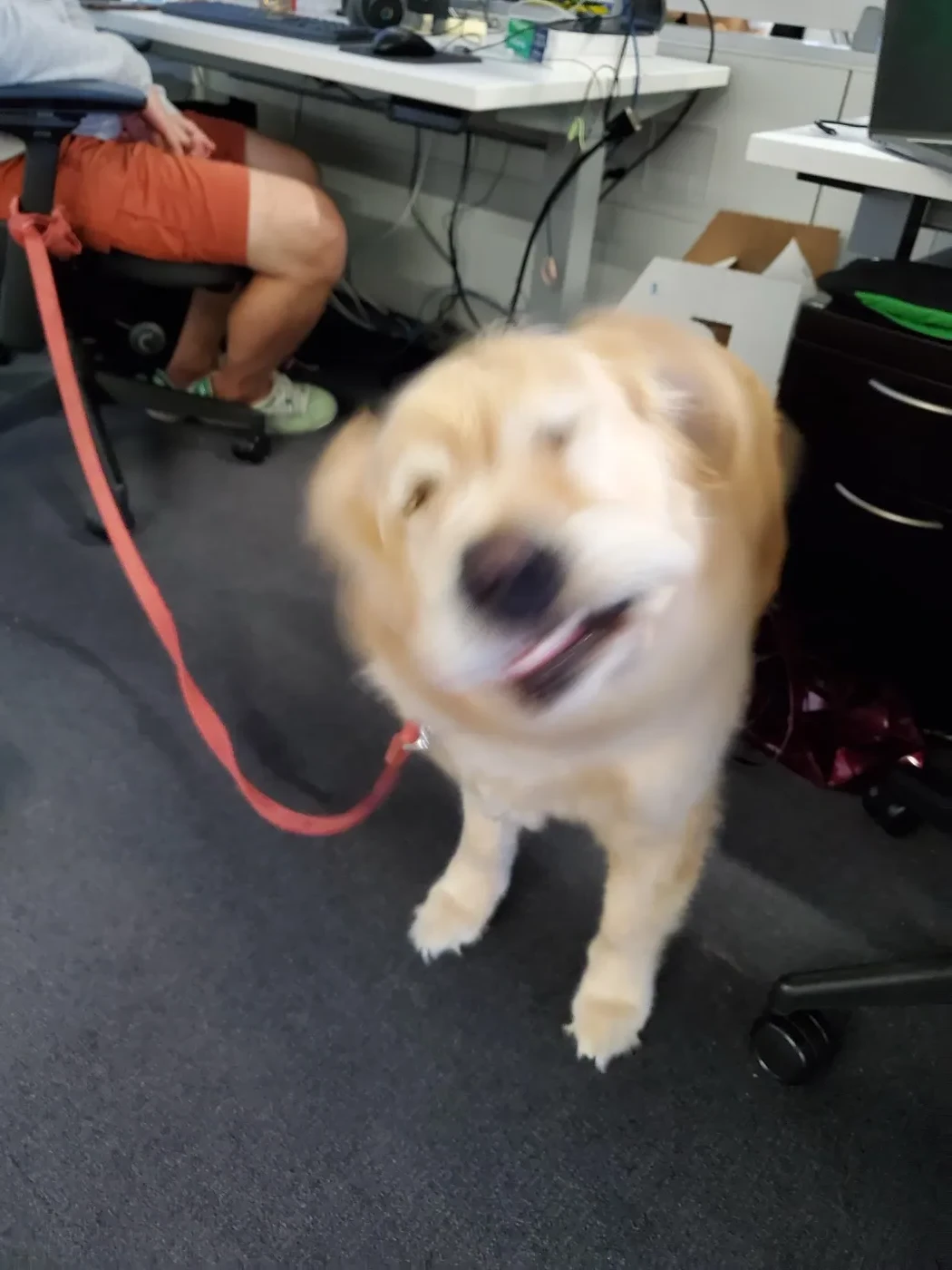 A cream-coloured dog mid-shake in the office, caught in playful motion blur, on a red leash