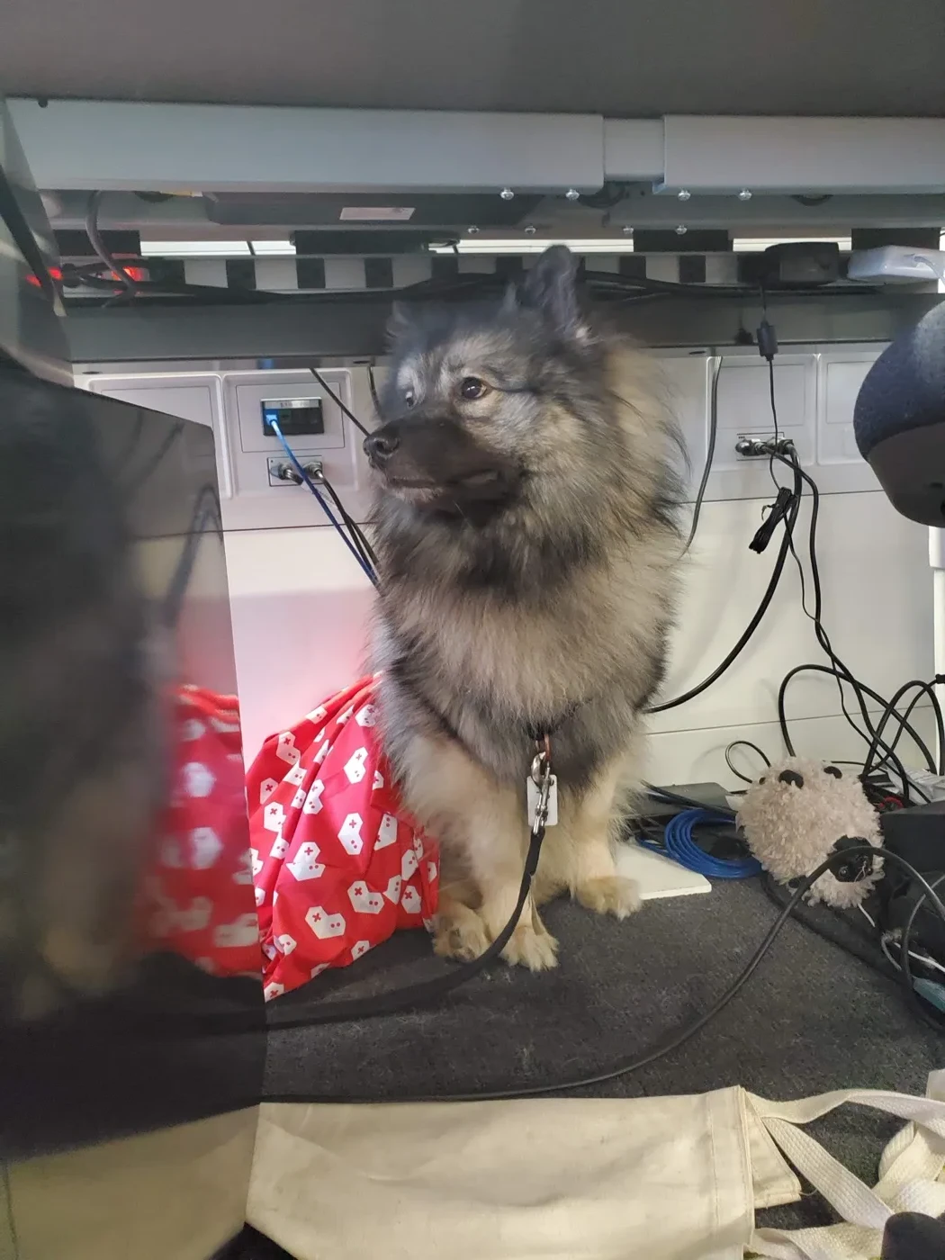 A fluffy grey Keeshond sitting under an office desk wearing a red bandana patterned with white YouTube play buttons and hearts