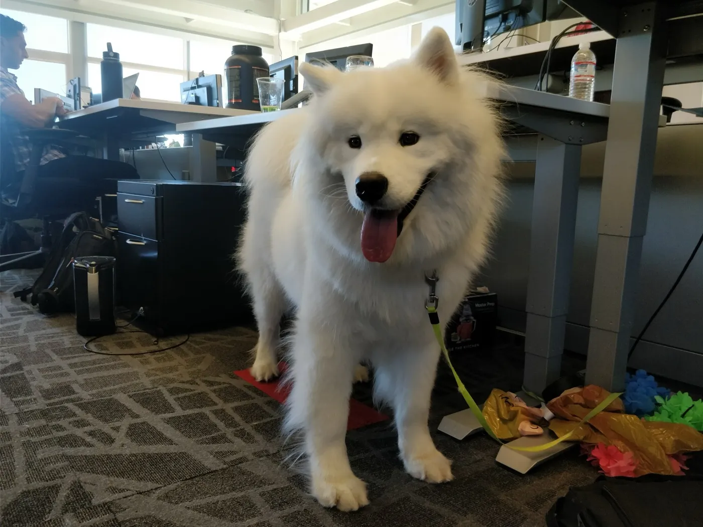 A fluffy white Samoyed standing in the YouTube office between standing desks, tongue out, on a leash